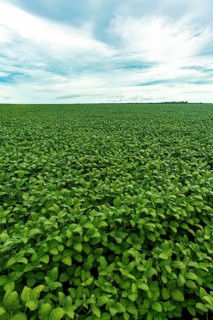 Giant soy fields