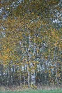 Warty birch