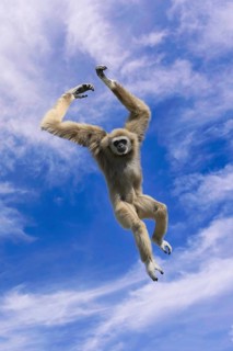 Jumping lar gibbon or white-handed gibbon