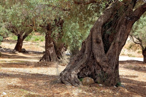 Old olive trees