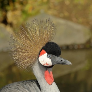 Black crowned crane