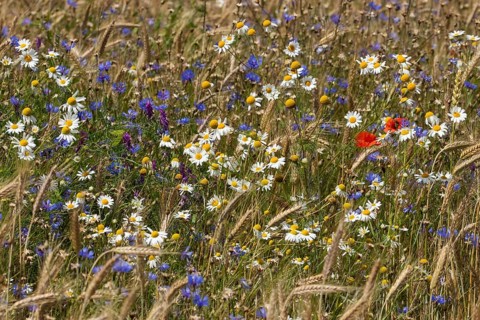 Field of blue