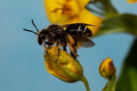 Alluvial Thigh Bee sitting on yellow flower left looking against blue sky