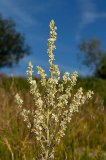 White-flowered mullein Inflorescence with several open white flowers against a blue sky