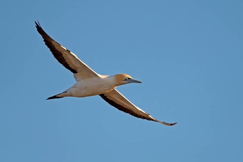 Cape Gannet