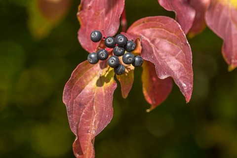 Fruits of the autumn red common dogwood