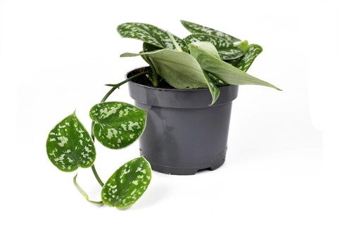 Whole Scindapsus Pictus Argyraeus tropical house plant