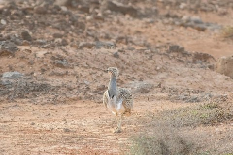 Rare cantilever bustard