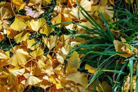 Autumn ginkgo