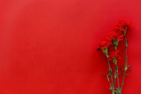 Top view carnation flowers against bright red background with copy space. Resolution and high quality beautiful photo