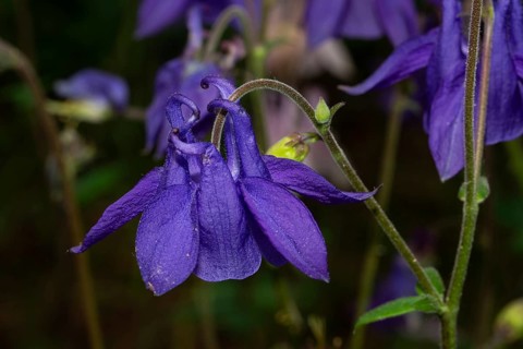 Wood columbine open purple flower
