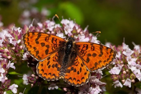 Red Melitaea butterfly butterfly with open wings sitting on pink flower from behind