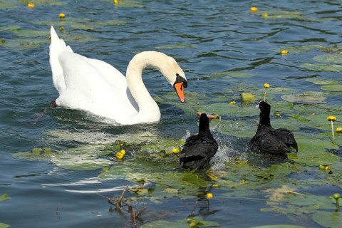 Mute Swan