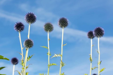 Blue globe thistle several inflorescences with many purple-blue flowers against a blue sky with white clouds