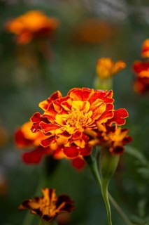 Marigold