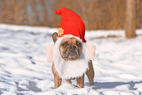 Funny French Bulldog dog wearing Christmas santa hat costume with beard in snow