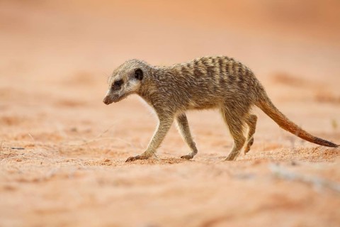 Meerkat