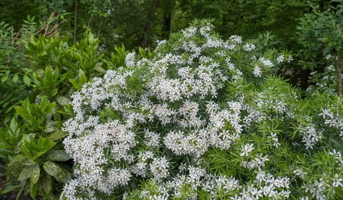 Orange blossom
