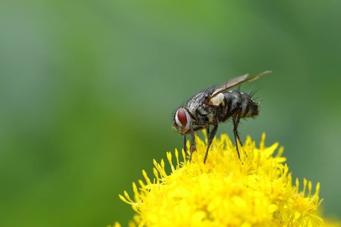Grey flesh fly