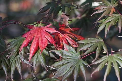 Japanese fan maple