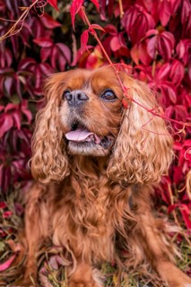 A Cavalier King Charles Spaniel dog with brown fur