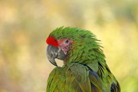 Great green macaw