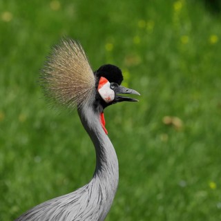 Black crowned crane
