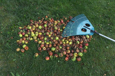 Fallen fruit