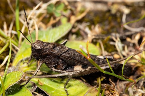 Red-winged snare-cricket sitting on ground looking left