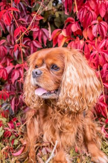 A Cavalier King Charles Spaniel dog with brown fur