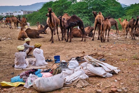 Pushkar