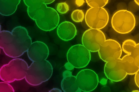 Shape of bacterial cell: cocci