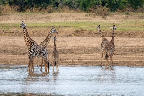 Rhodesian giraffe