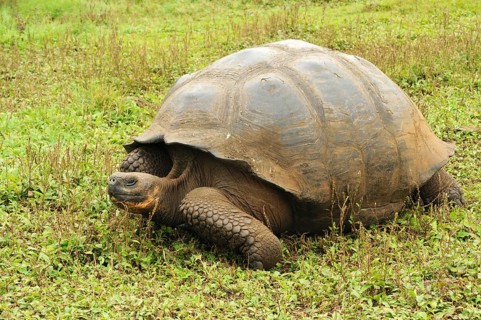 Galapagos giant tortoise on Santa Cruz