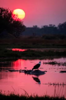 Fish eagle