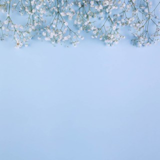 Top border made with white baby s breath flowers blue background. Resolution and high quality beautiful photo