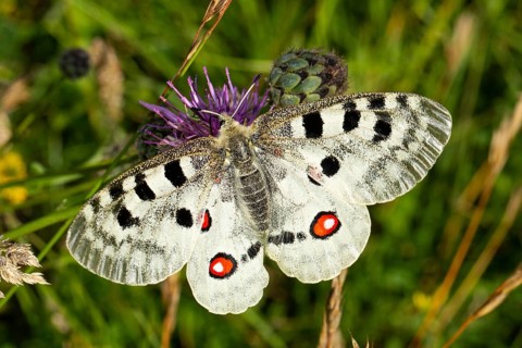 Apollo butterfly with open wings sitting on purple flower from behind