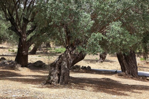 Old olive trees