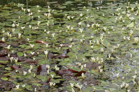 Cape-pondweed
