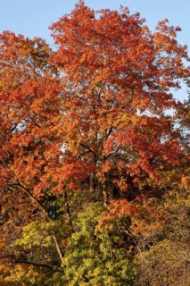 Leaves of a red oak in autumn