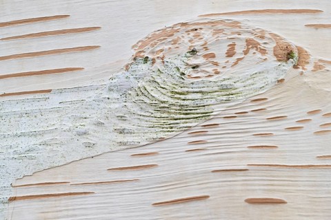 Himalayan birch