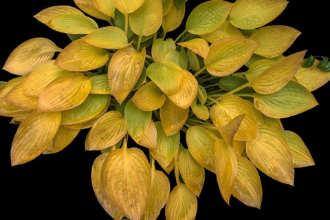 Autumnal hosta on black ground