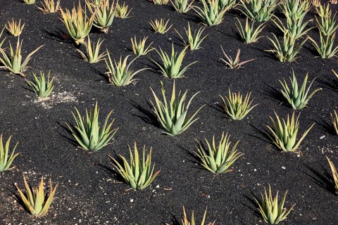 Aloe Vera Plantation at Orzola
