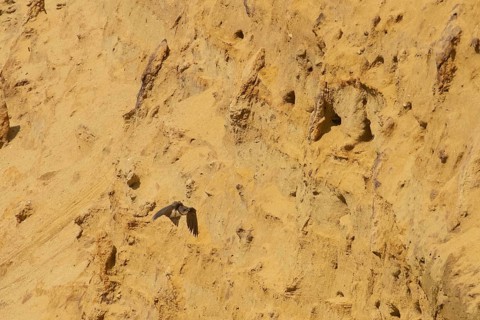 Sand martin flying right looking in front of sand wall with breeding holes