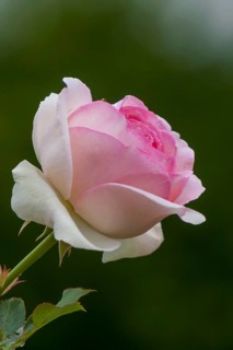 Rose blossom