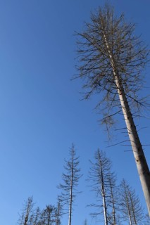 Detailed view of dead larches due to kima change in the Hunsrueck-Hochwald National Park