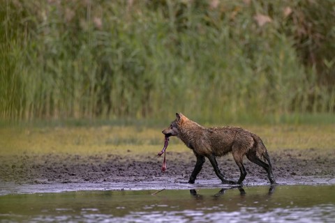 European gray wolf
