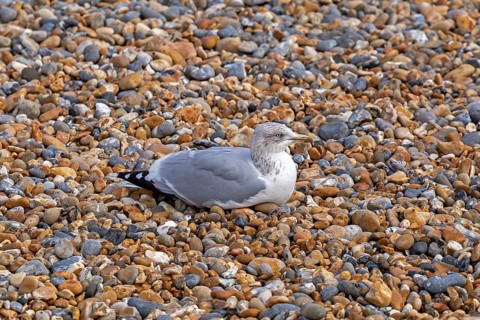 Seagull
