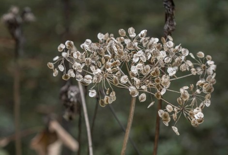 Wild angelica
