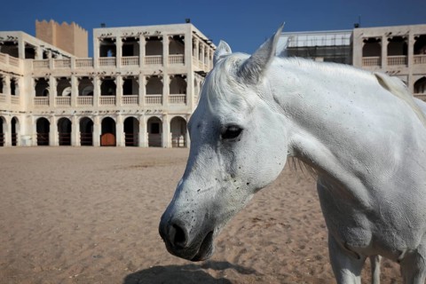 Arabian horse breeding stables in Al Jasra